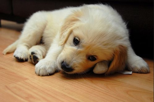 puppy