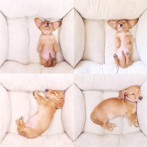 dog2