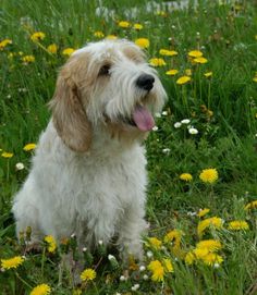 Petit Basset Griffon Vendeen