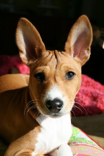 basenji