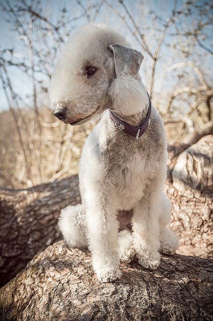 bedlington-terrier