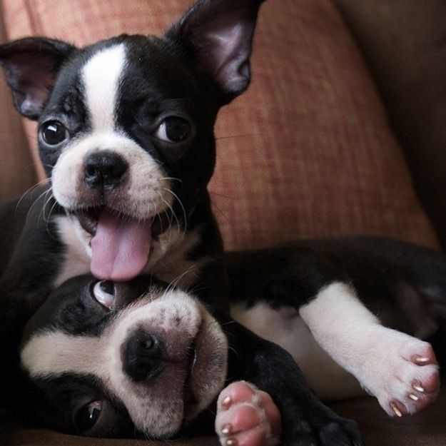 boston-terrier