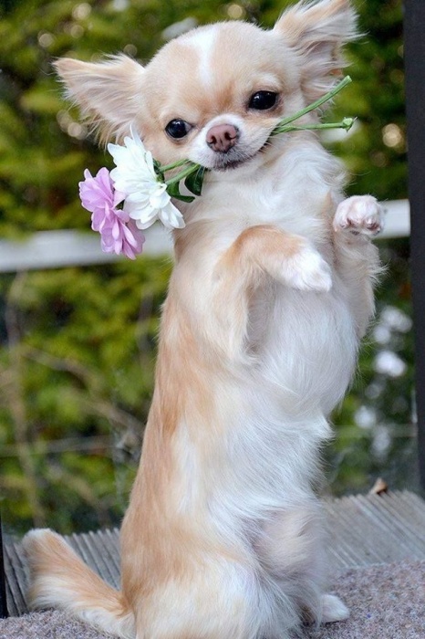 chihuahua