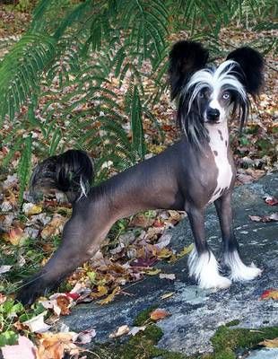 chinese-crested
