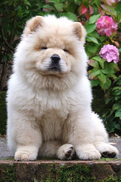 chow-chow