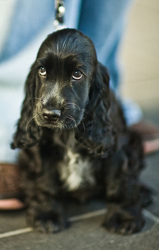 cocker-spaniel