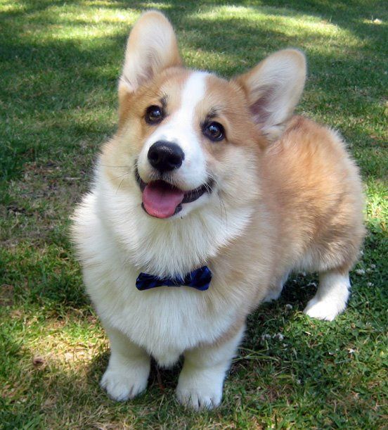corgi