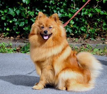 german-spitz