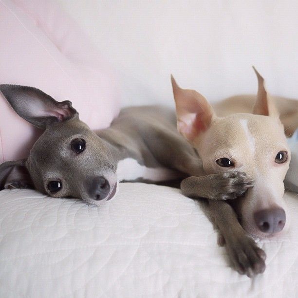 italian-greyhounds
