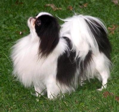 japanese-chin