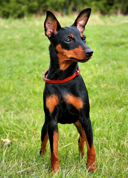 miniature-pinscher
