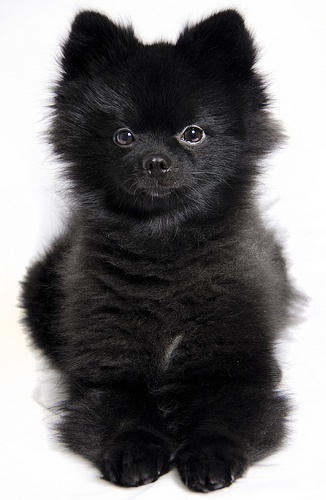 pomeranian