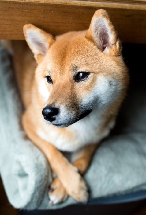 shiba-inu