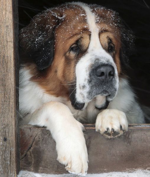 st-bernard
