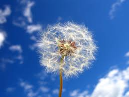 wish
