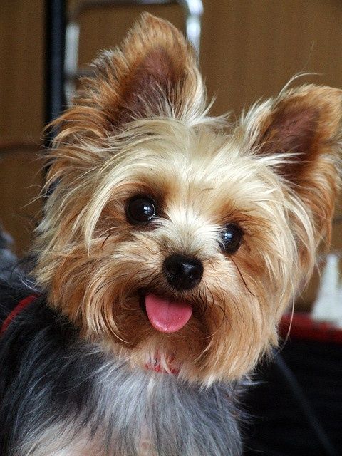 yorkshire-terrier