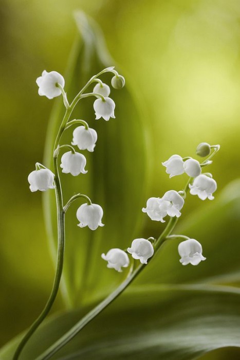 Lily of the Valley