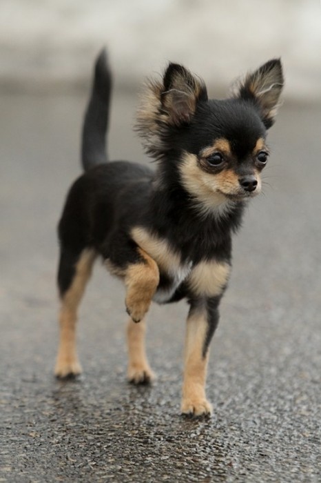 chihuahua