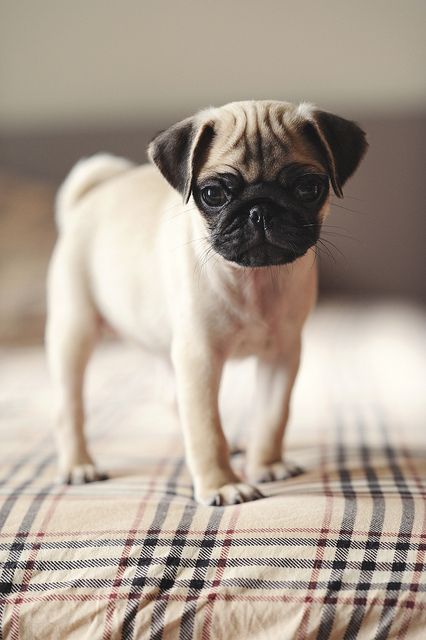 pug