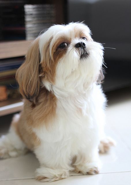 shih tzu