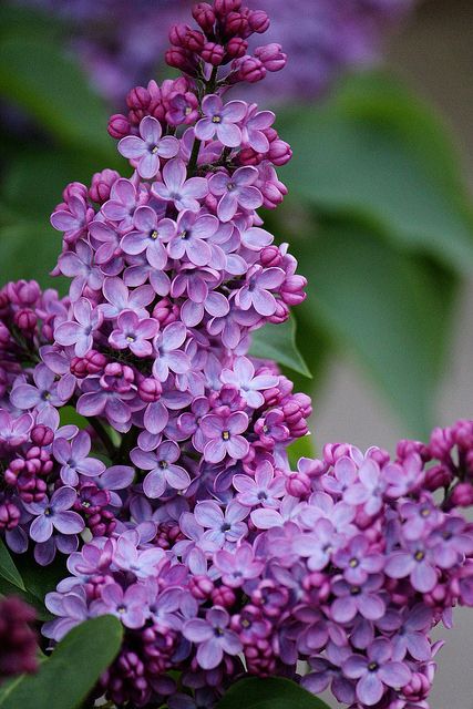 10.Lilac