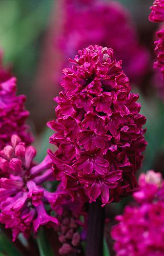 14.Hyacinth