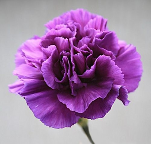 2.Carnation
