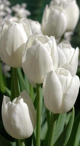 3.Carnation