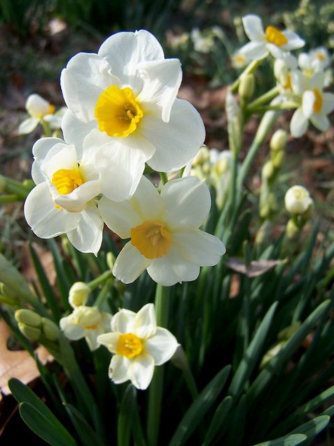 6.Daffodil
