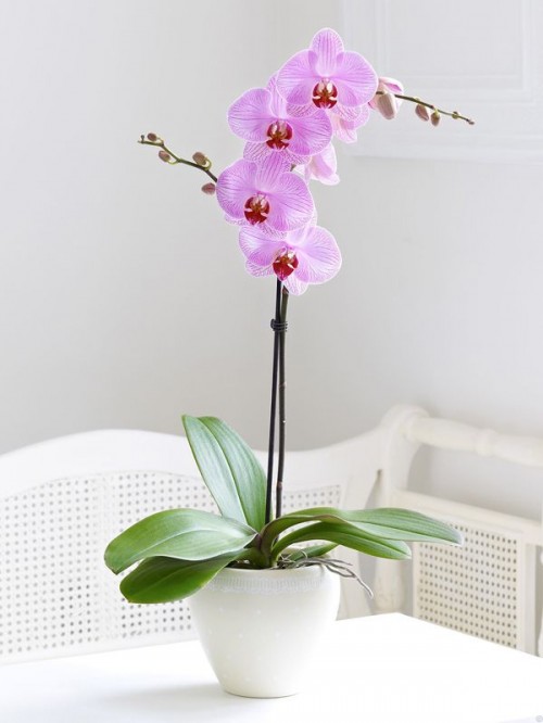 8.Orchid