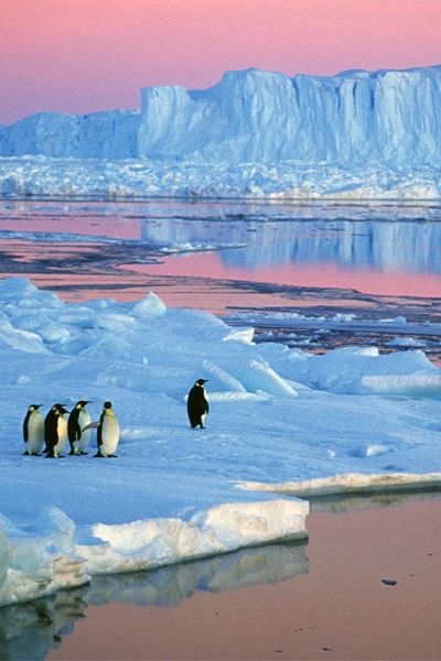 arctic