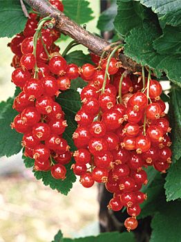 currant
