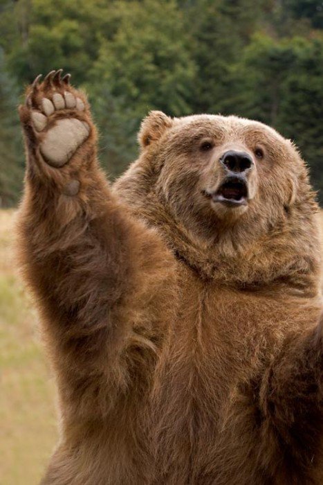 bear