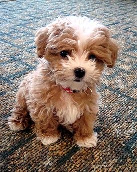 puppy
