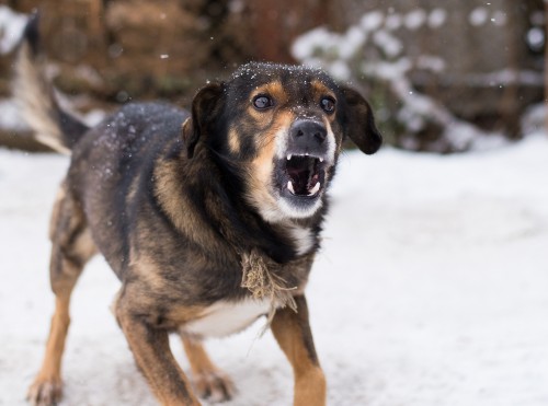 barking dog