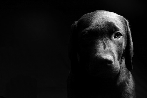 black dog in dream