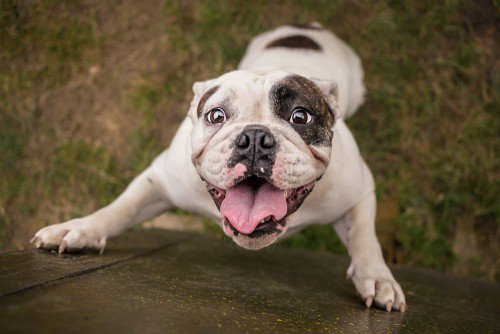 dreaming about bulldog