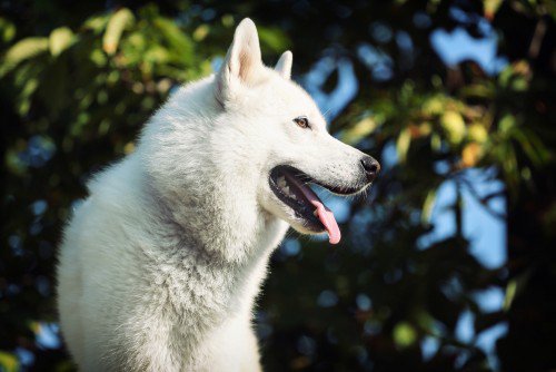 dreaming white dog