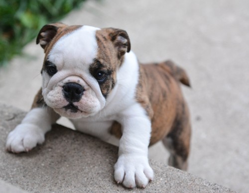 adorable english bulldog puppies