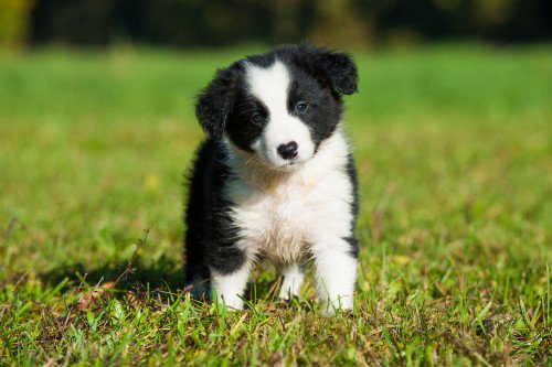 cute puppies border collie