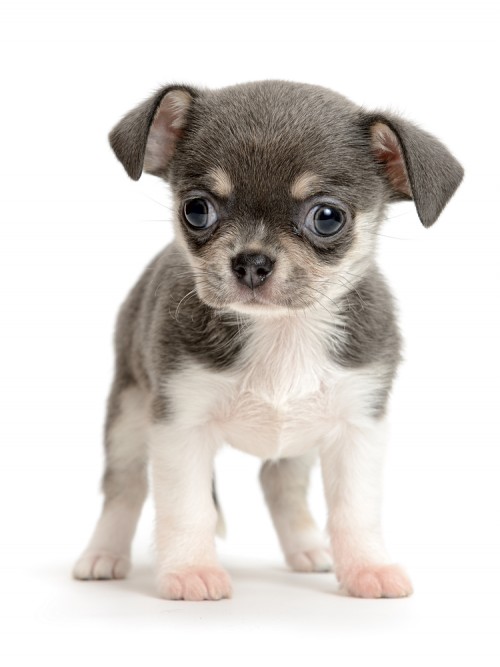 88+ Chihuahua Pictures Of Cute Puppies